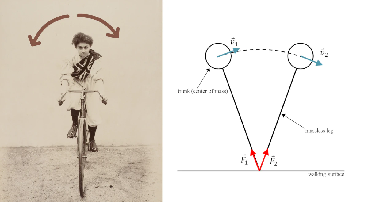 Bikes can be modeled as inverted pendulums